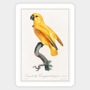 Senegal Parrot (1801—1805) Sticker